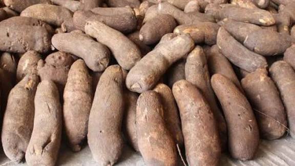 Tubers of yams